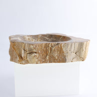 One Petrified Wood Brown Rough Bowl