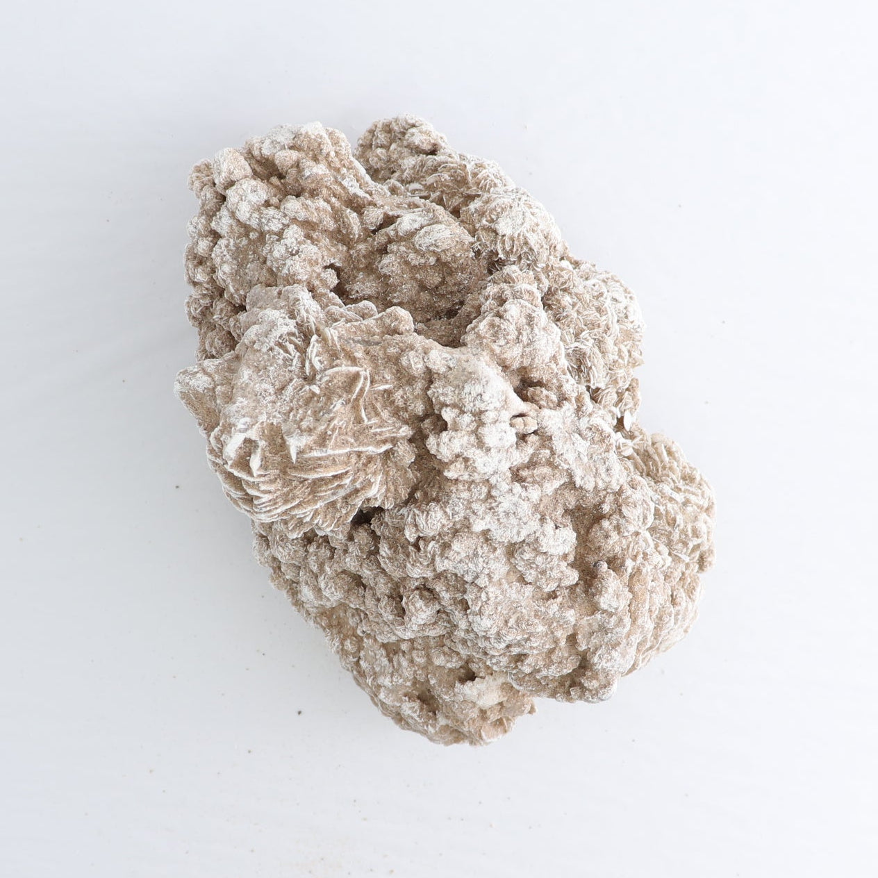 Desert Rose Set of 2