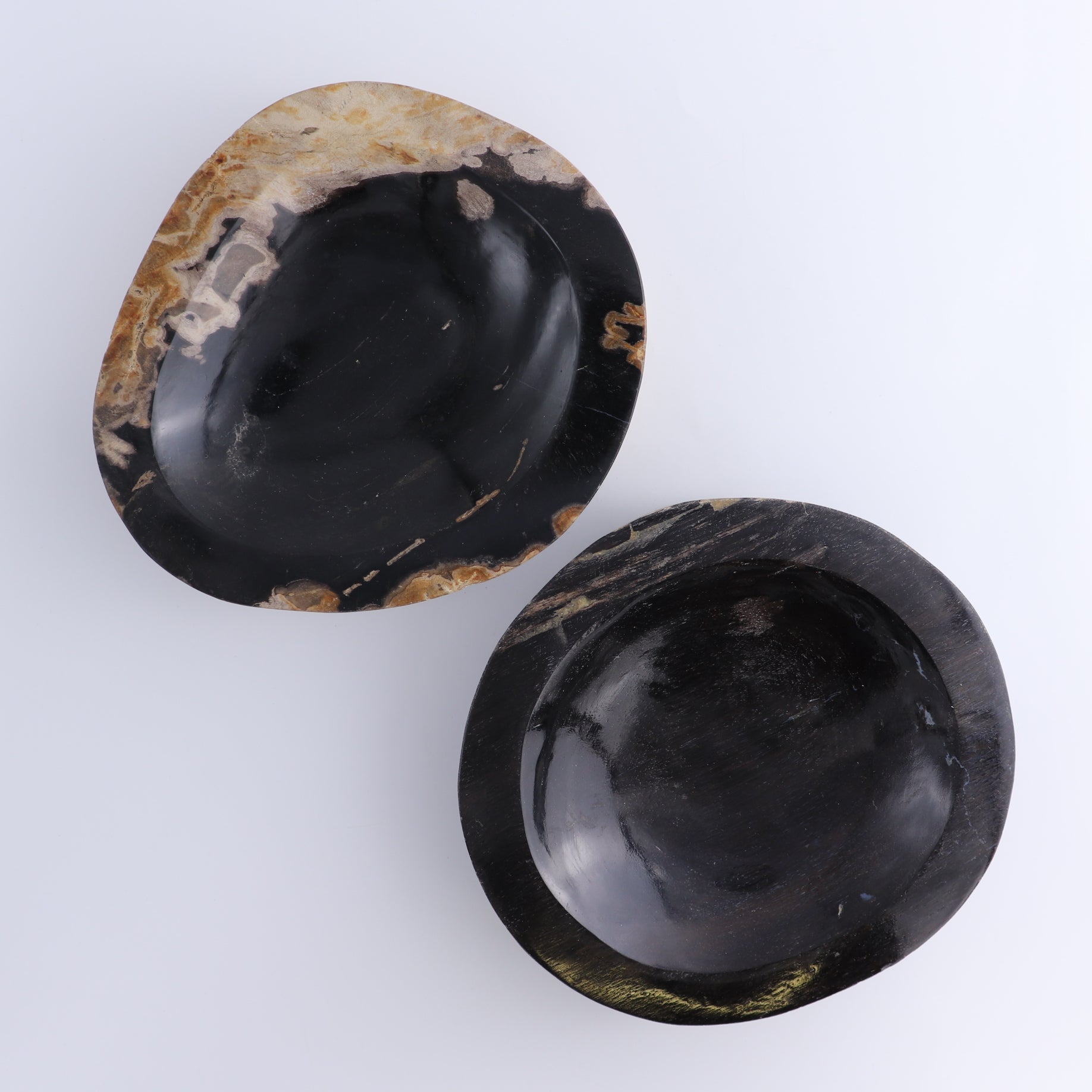 One Petrified Wood Black Polished Bowl