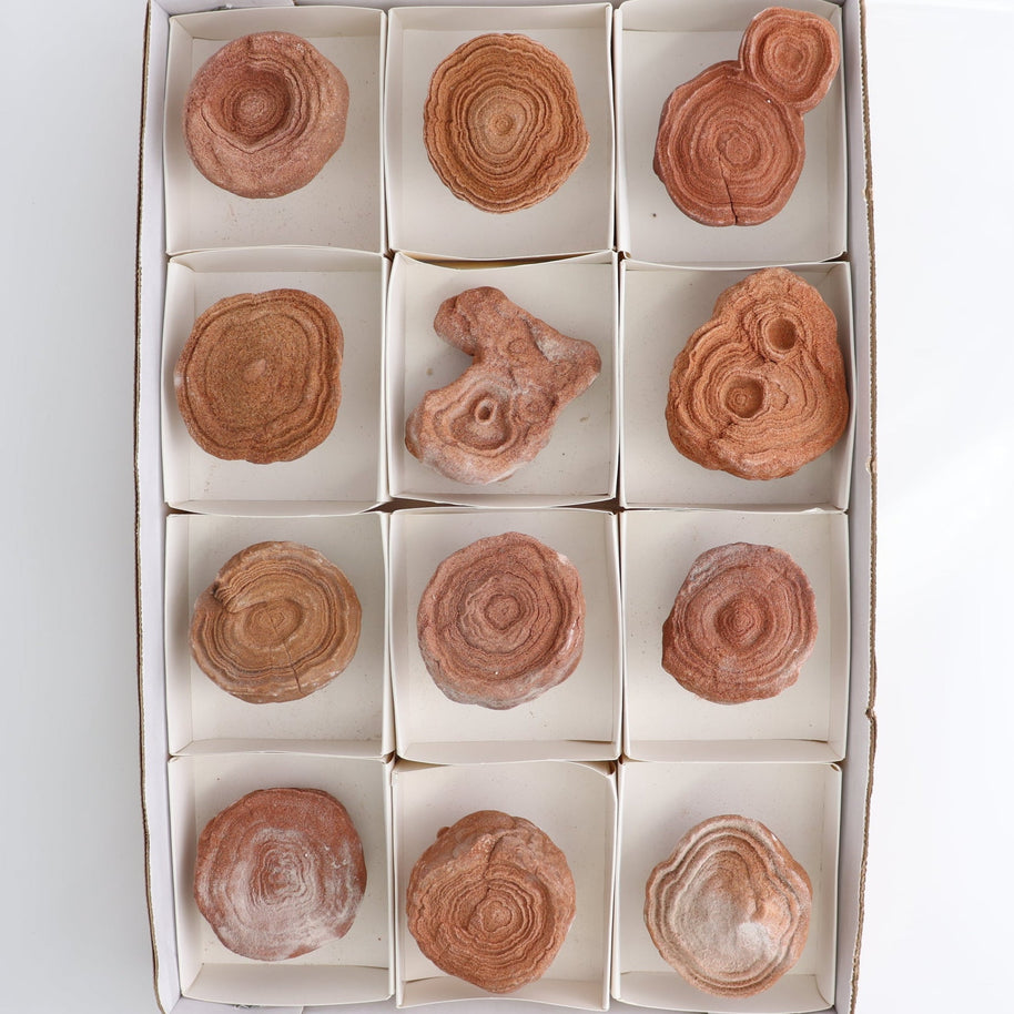 Stromatolite Freeforms Set 12