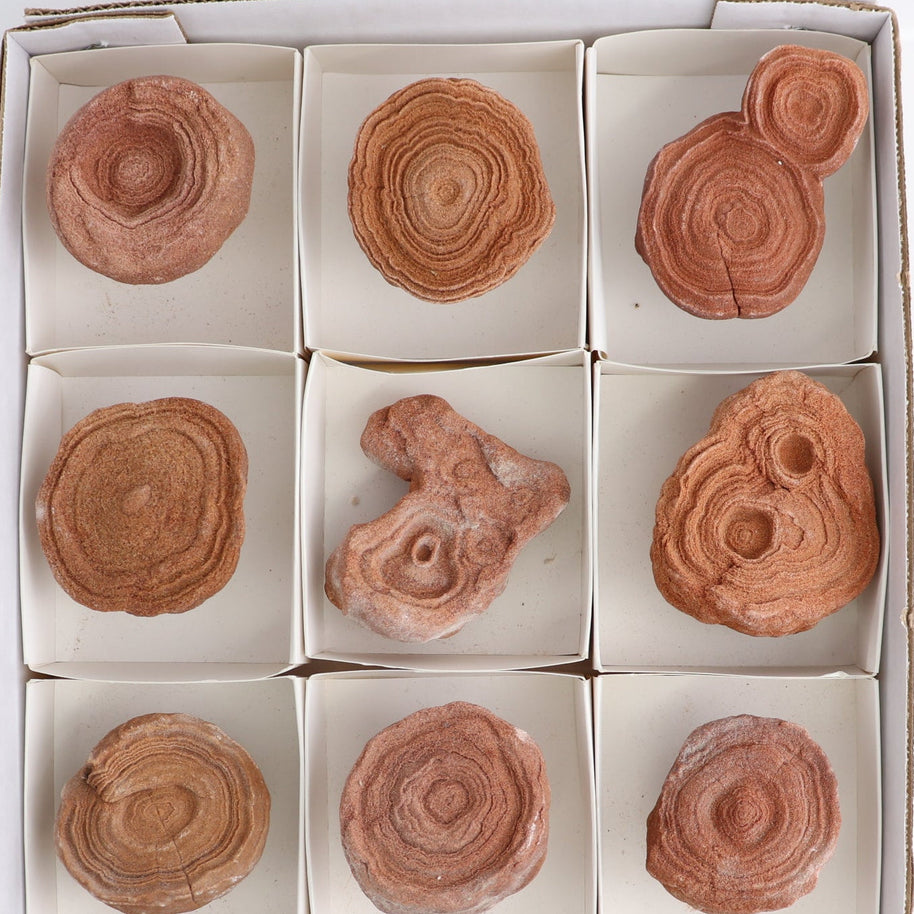 Stromatolite Freeforms Set 12