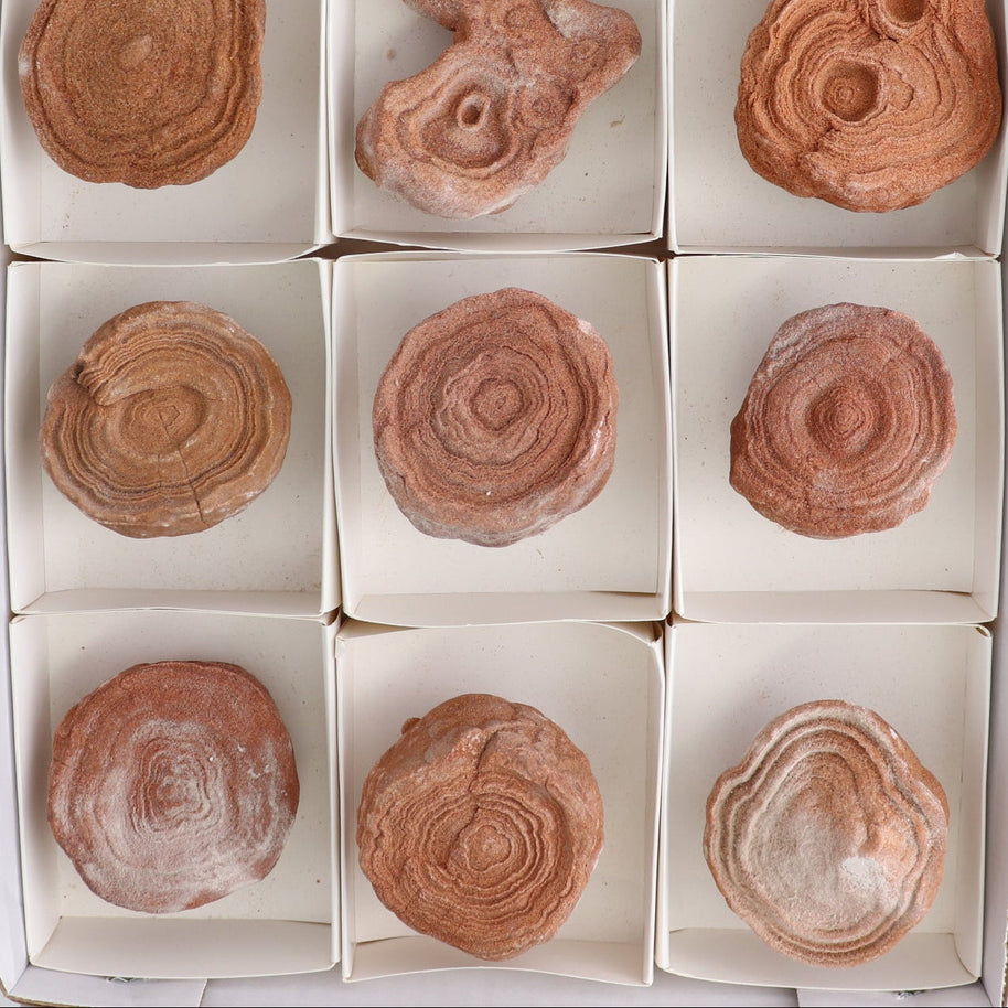 Stromatolite Freeforms Set 12