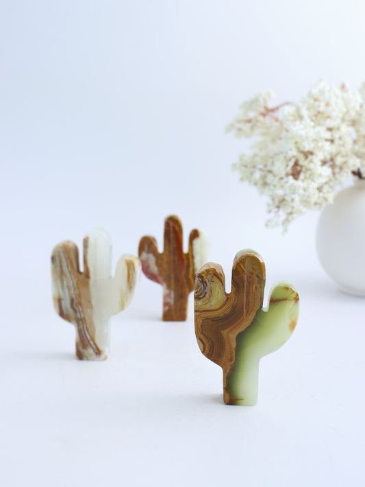 Mexican Onyx Cactus - Small